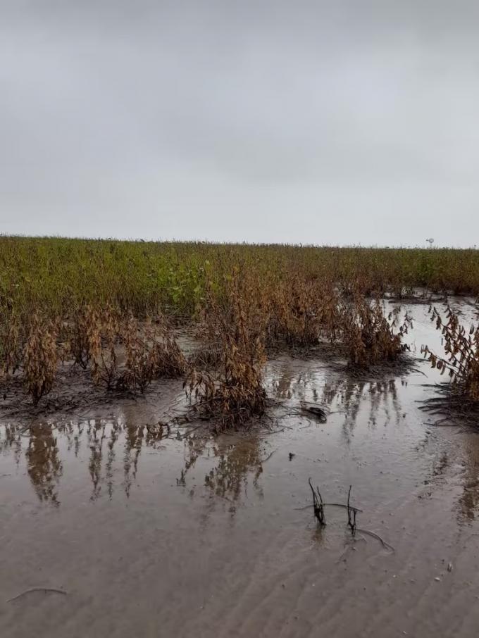 Es algo muy atípico las fuertes lluvias trajeron complicaciones en un momento decisivo del año para el campo