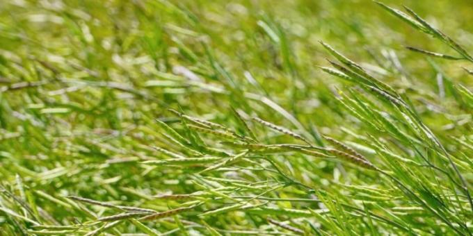 Cuáles son las condiciones comerciales que ofrece Nuseed para producir carinata en la campaña 2024/25