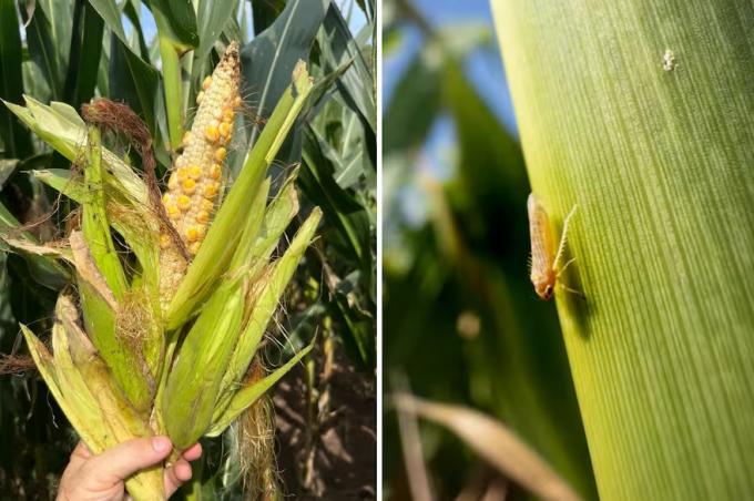 Golpe letal la chicharrita deja una millonaria pérdida en la provincia que es top ten mundial del maíz