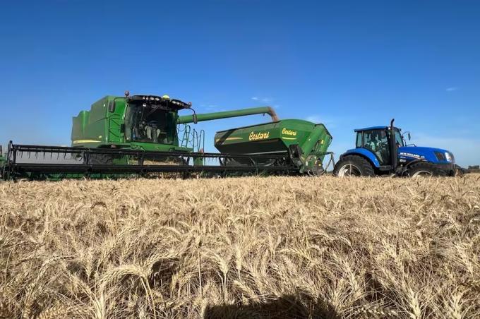 Panorama complejo estiman que este año no habrá crecimiento de la superficie con trigo