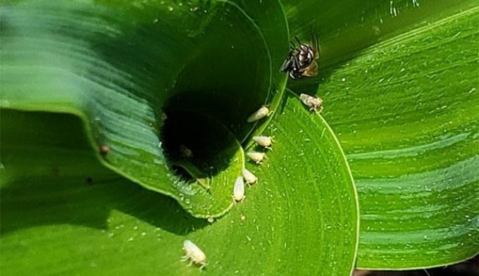 Anunciaron el lanzamiento de los primeros dos insecticidas para controlar al bichito vector del Spiroplasma