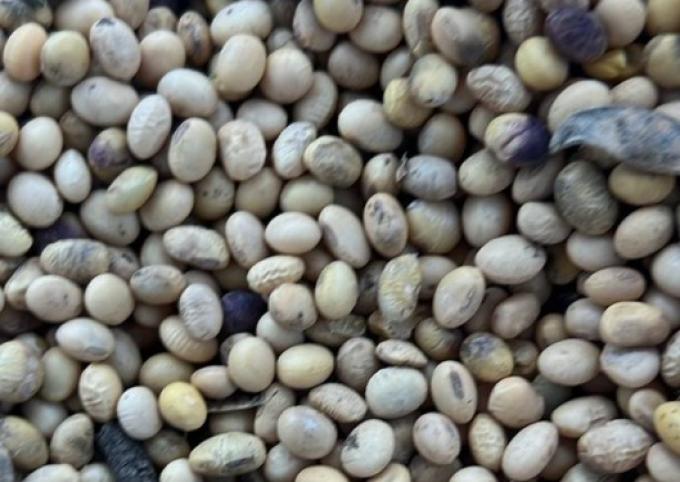 Industrias y exportadores incrementan la tolerancia de recibo por humedad para intentar diferenciarse al momento de originar soja