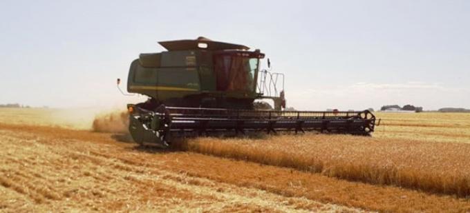 Cebada. Aumento en el precio de la cervecera por problemas climáticos