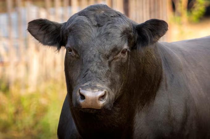 Genética bovina un trabajo profesional, una imagen ganada y la conquista de más mercados en el mundo
