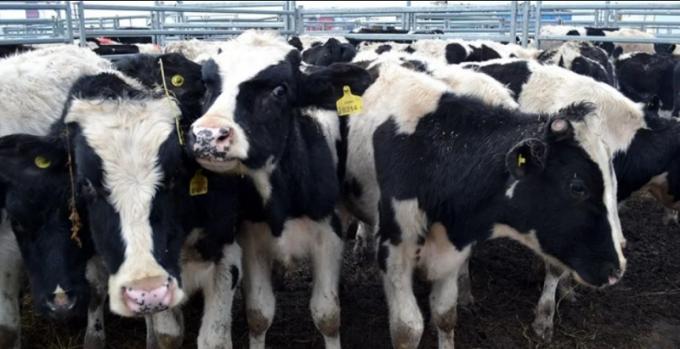 Juntos somos más: Productores de Córdoba arman una cámara para negociar mejor de modo asociativo el precio de la leche.