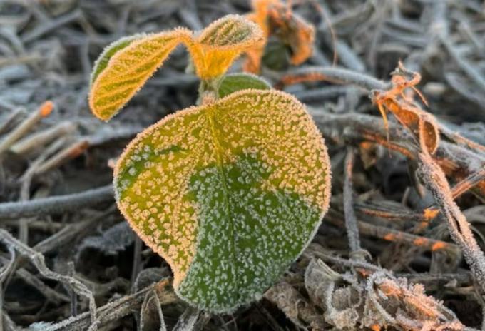 Primera helada: el frío trajo dos buenas noticias en un momento crucial del año