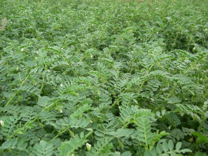 Córdoba por las lluvias de abril aumenta la intención de siembra de trigo y garbanzo