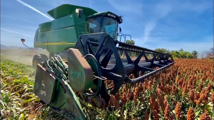 Avanza la cosecha de sorgo con rindes altos