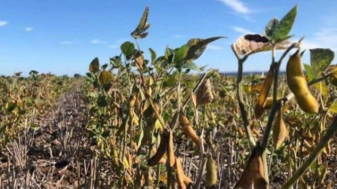 El clima y el manejo explican hasta el 60 % de la brecha de rinde en la soja