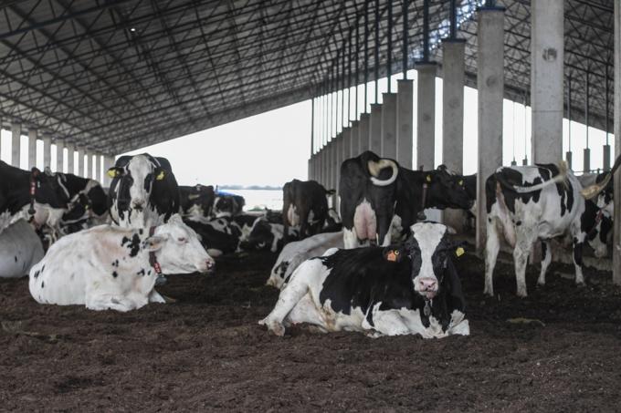 Sube la producción, cae la competitividad exportadora y el consumo interno, y el precio de la leche empieza a perder contra la inflación