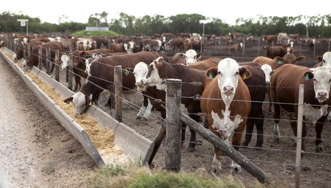 Las lluvias y las condiciones macroeconómicas frenan el encierre en los feedlots a pesar de que el número del engorde no es malo