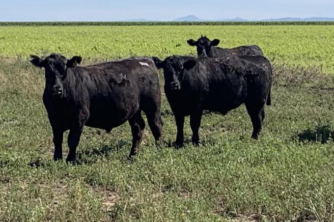 Supervisa 40.000 vacas un veterinario logró producir mucha carne con el pasto como protagonista y explica el mayor secreto