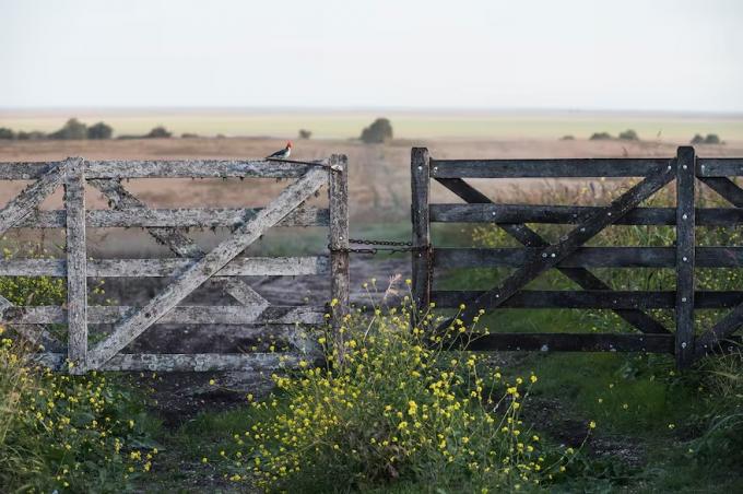 Mercado en los últimos cinco meses bajaron 15% en dólares los alquileres de los campos agrícolas