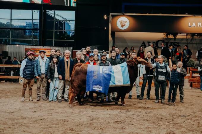 Expo Angus La Rubeta ganó el Supremo Gran Campeón Macho y Tres Marías, la hembra