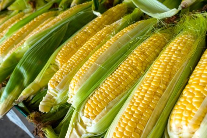 Campaña 2024/2025 todos los recaudos para atenuar los efectos de la chicharrita en el maíz