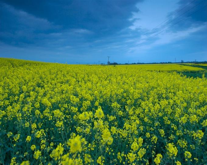 La suba en la cotización del trigo cambió el escenario para la colza y carinata en Entre Ríos