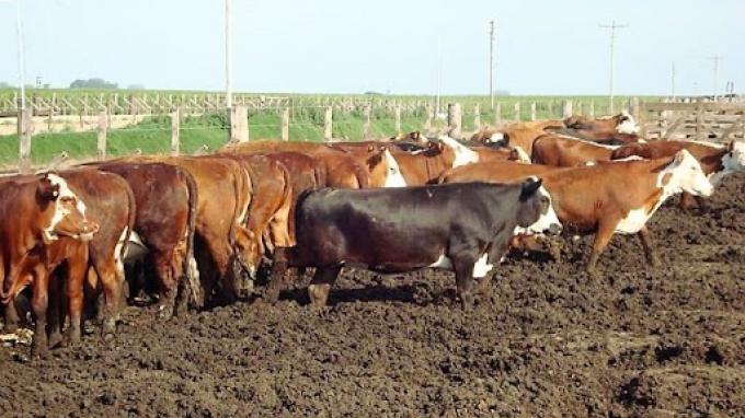 Preocupa a los feedlots un encarecimiento del maíz al final de la cosecha