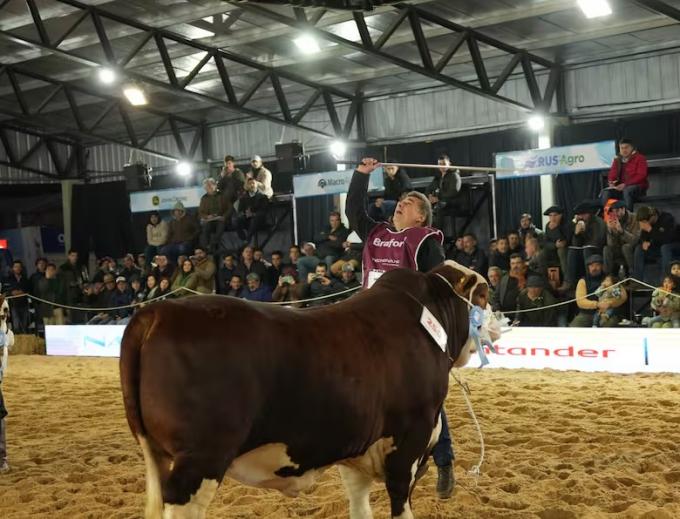 Nacionales ganaderas. Braford coronó a sus grandes campeones