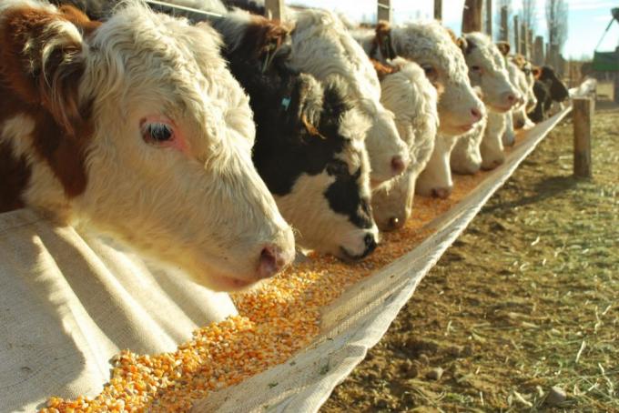 Feedlots. Importante aumento en el número de animales encerrados