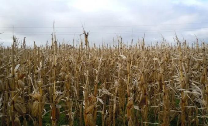 Prevén un 70% de probabilidades de que se desarrolle La Niña en los próximos 3 meses