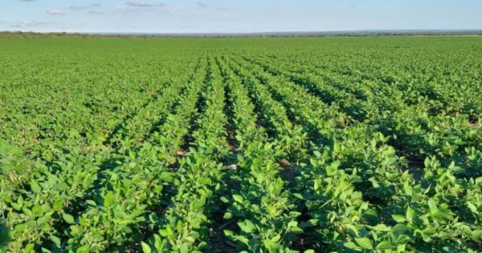 La relación soja/ gramíneas podría ser la más alta de las últimas 6 campañas.