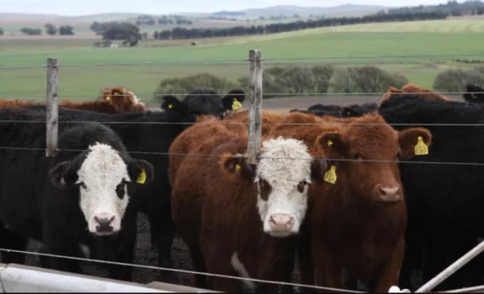 El sector ganadero espera que se vuelquen más animales al mercado y una variable pone en jaque el precio