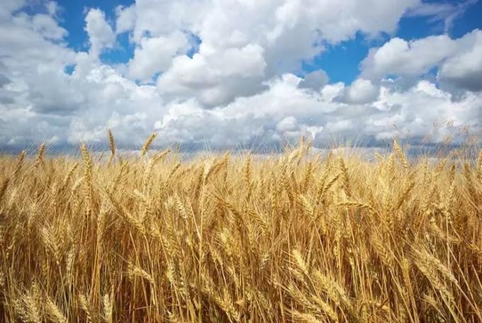 Instituto Nacional de Tecnología Agropecuaria Centro de Investigación en Economía  y Prospectiva Trigo 24/25: Recalculando.