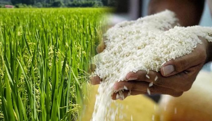 El área destinada a la producción de arroz en Entre Ríos experimentó un incremento interanual del 7%