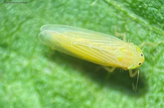 Hito científico el INTA logró secuenciar el genoma de la temible plaga que este año golpeó al maíz