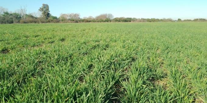 El precio del trigo argentino sigue (por ahora) blindado gracias al Arancel Externo Común (AEC) del Mercosur