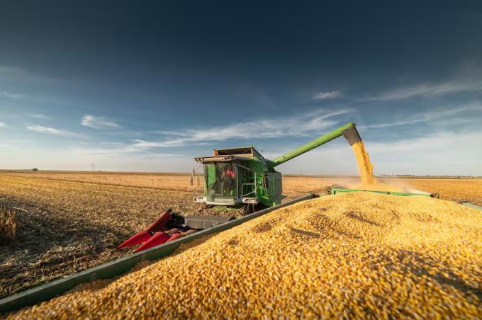 El maíz volvió a caer en Chicago y su precio está en el nivel más bajo desde principios de marzo