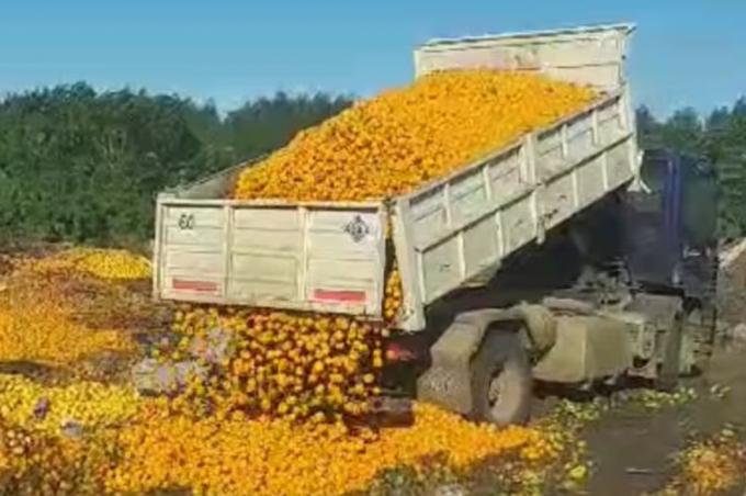 Duele ver el impactante momento en que tiraron 8000 kilos de mandarinas y el drama que está detrás