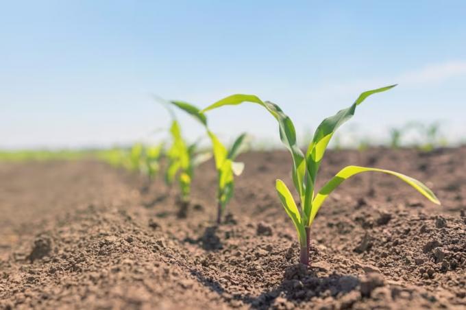 Nutrición factor clave para lograr rindes máximos y de calidad en el maíz
