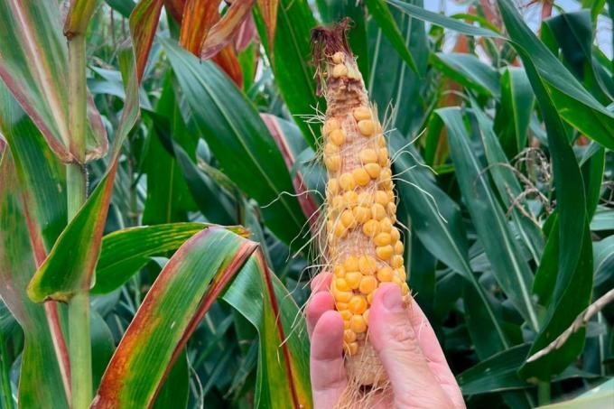 Maíz cómo se puede aprovechar el invierno para evitar el impacto de la chicharrita