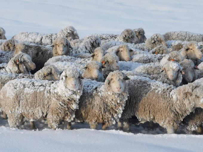 Miles de ovinos y vacunos en peligro: Las nevadas siguen castigando al rodeo ganadero de Santa Cruz y el invierno recién empieza