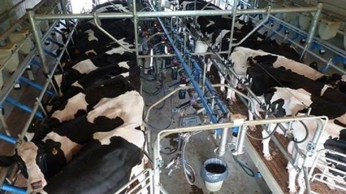 Sangría una provincia no deja de perder tambos y se conoció el cierre de otras 49 empresas