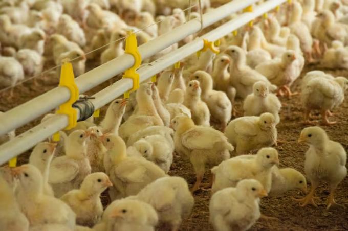 Es prioritario el sector avícola pidió al Gobierno líneas de financiamiento