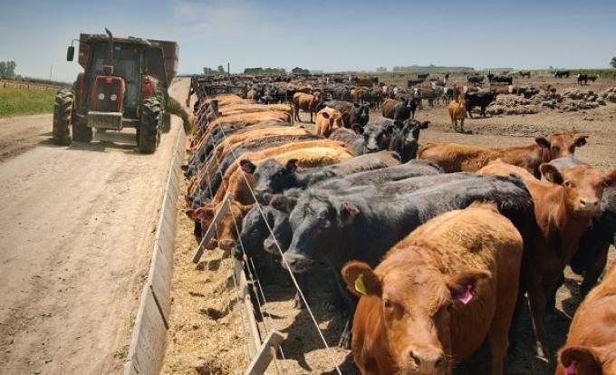 Los feedlot engordan. El encierre de terneros alcanza niveles récord, aunque los números comiencen a ser negativos