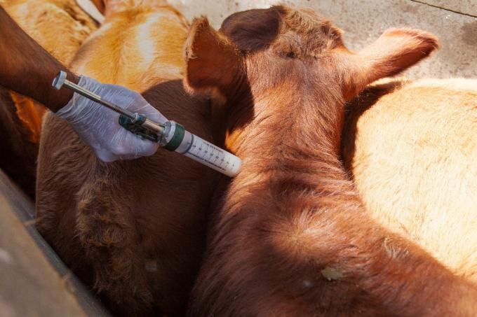 Nuevo capítulo de la disputa entre laboratorios por la vacuna antiaftosa