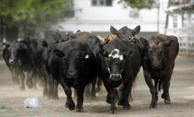 Se sintió muy fuerte la depresión carnicera en junio, con una caída del 22% en los niveles mensuales de faena