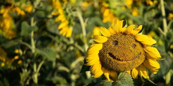 El precio del aceite de girasol volvió a superar al valor del aceite de soja