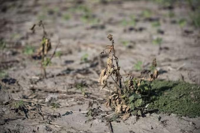 La Niña podría ser positiva para la temporada de cultivo 2024/25 en Brasil