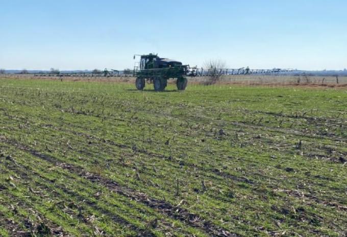 El maíz 2024 25 sigue sumando puntos en contra con un aumento desbocado del precio de los fertilizantes fosfatados