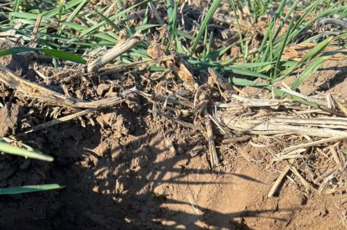 En la principal zona agrícola no llueve desde abril y asoma un incipiente temor