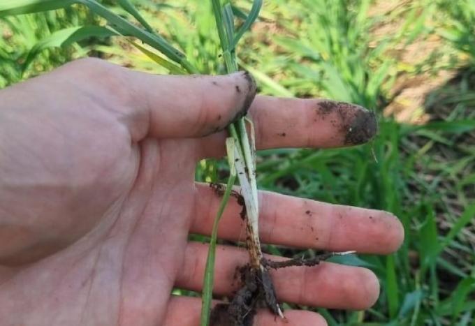 Mejoró la condición del trigo por las lluvias y algunos productores retomaron tareas de refertilización