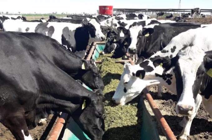 Números preocupantes la producción de leche marcó una baja histórica y sufre por el arrastre de un fenómeno