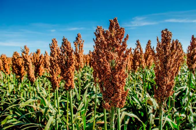 Lo compra China el boom del cultivo que hoy concentra una inesperada atención