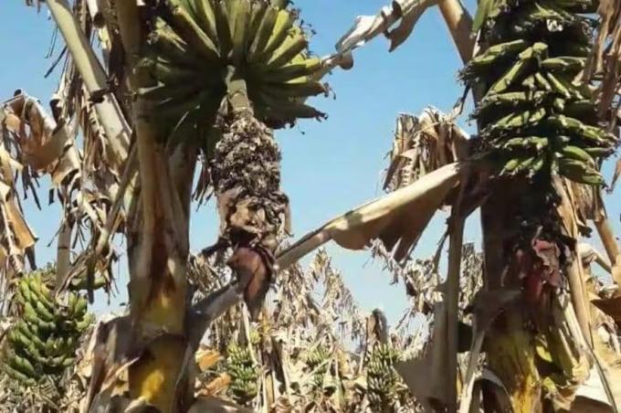 Nos duele muchísimo el golpe climático que liquidó todas las bananas y hundió en la angustia a sus productores