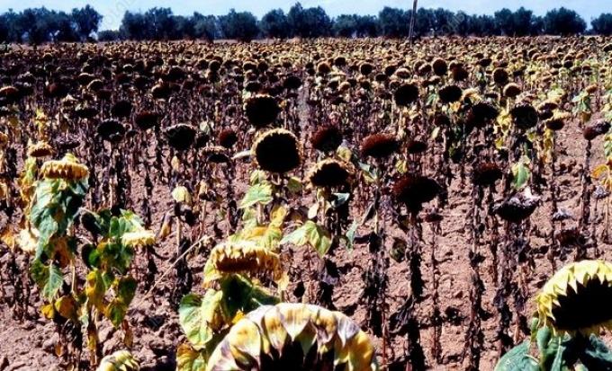 Se confirma una menor oferta mundial de girasol en 2024/25 por problemas climáticos en las principales regiones productoras