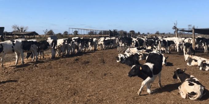 La leche mejora su relación frente a los granos, pero la producción cae 12,6%, el consumo un 16%, y no hay buenas perspectivas para lo que resta del año